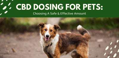 CBD Dosing for Pets: Choosing a Safe and Effective Amount