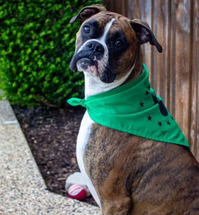 Dog looking at camera with bandana on 